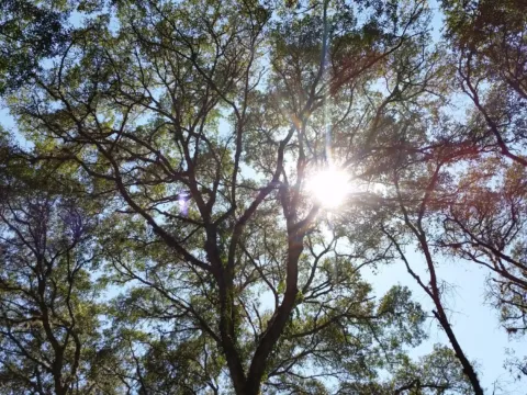 Sunlight filtering through oak branches