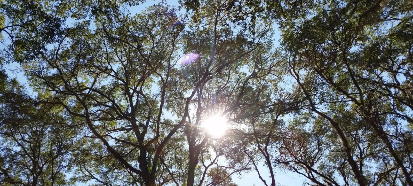 Sunlight through a leafy tree canopy