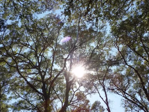 Sunlight through a leafy tree canopy
