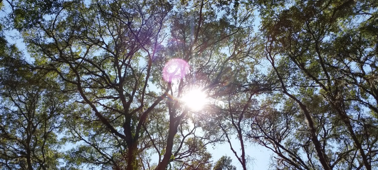 Sunlight through a tree canopy