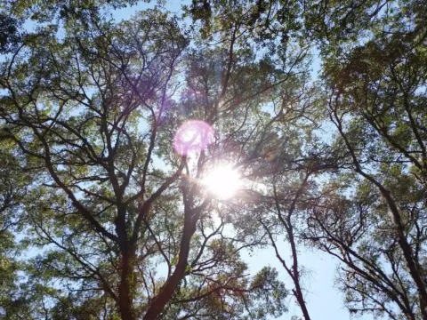 Sunlight through a tree canopy
