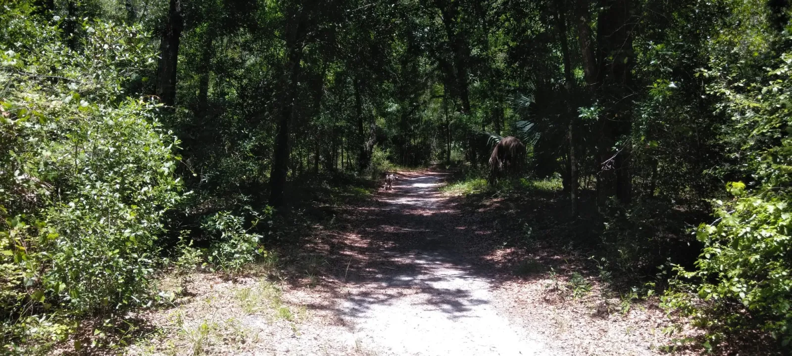 A sunlit forest path through pines.