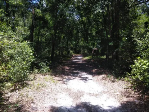 A sunlit forest path through pines.