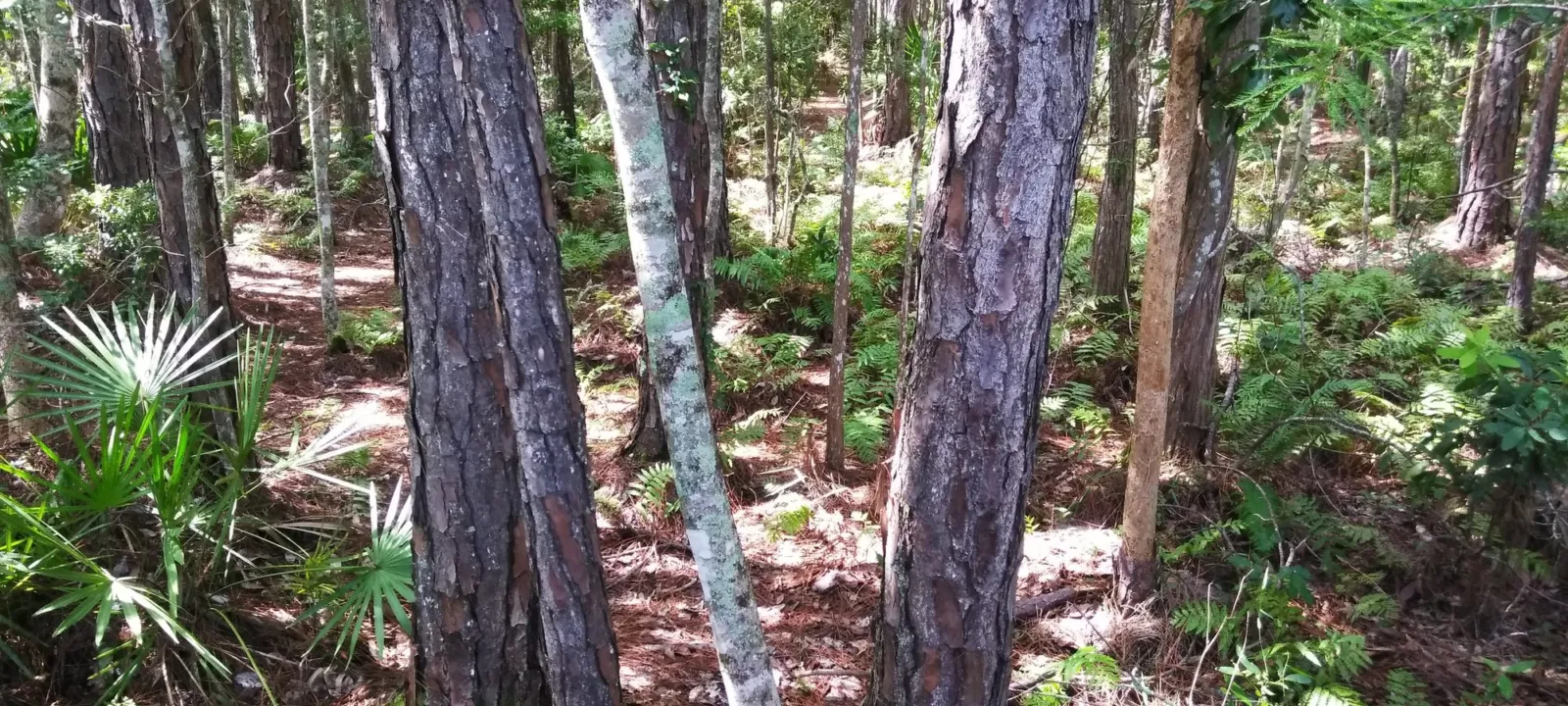 Tall pines and saw palmetto in a Florida woodland