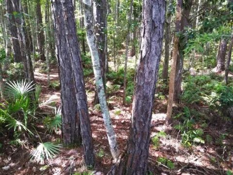 Tall pines and saw palmetto in a Florida woodland