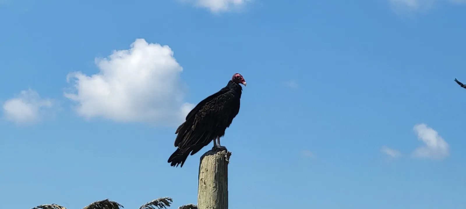 A turkey vulture with a bare red head and dark plumage perched on a weathered wooden post against a blue sky.