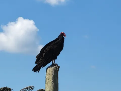 A turkey vulture with a bare red head and dark plumage perched on a weathered wooden post against a blue sky.