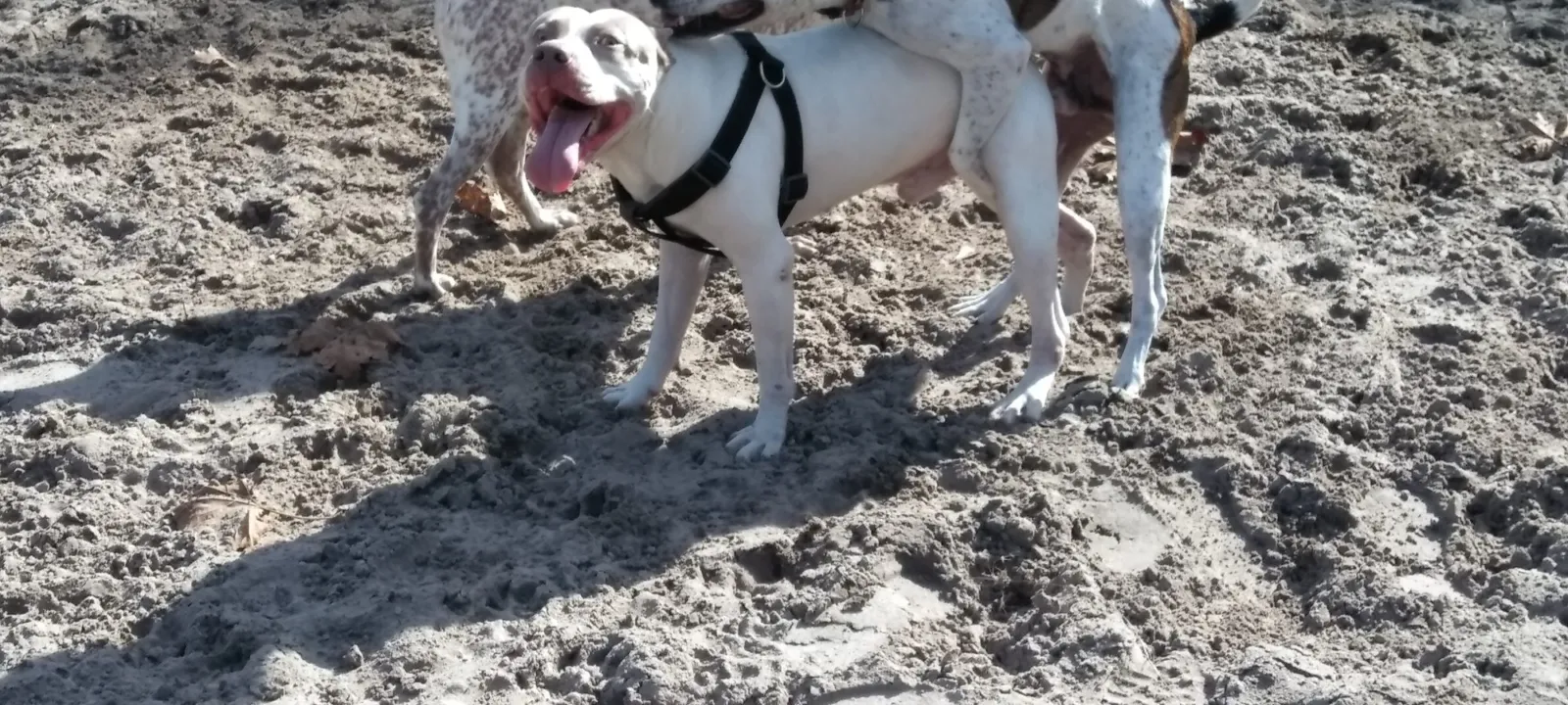 Two dogs on sandy ground