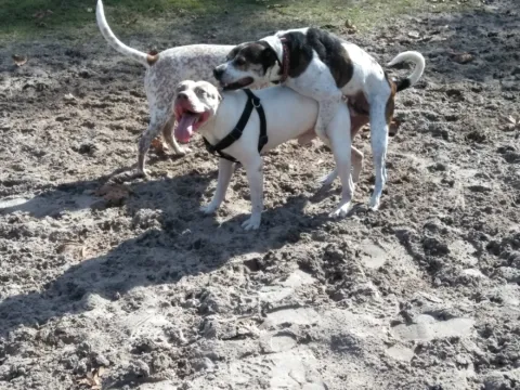 Two dogs on sandy ground