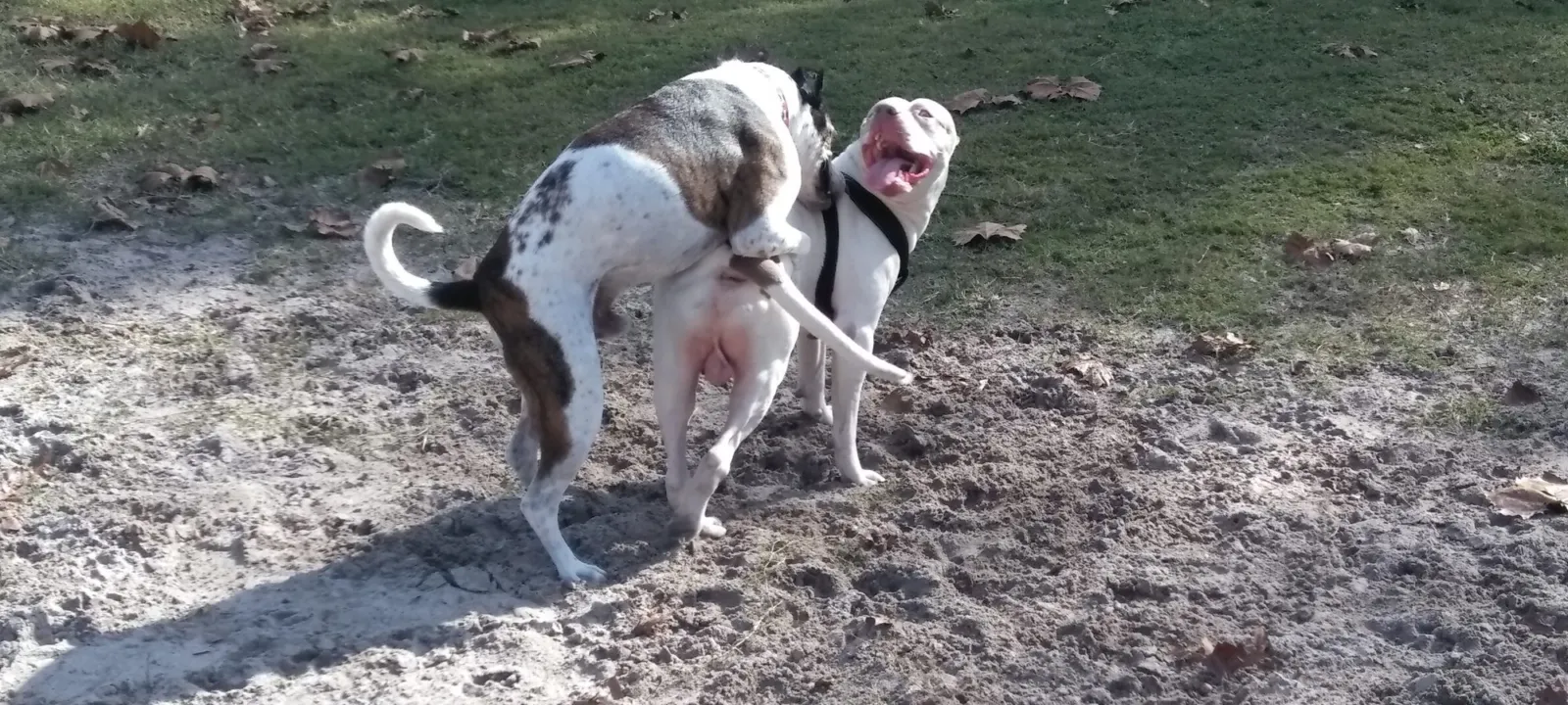 Two dogs playing together on sandy ground