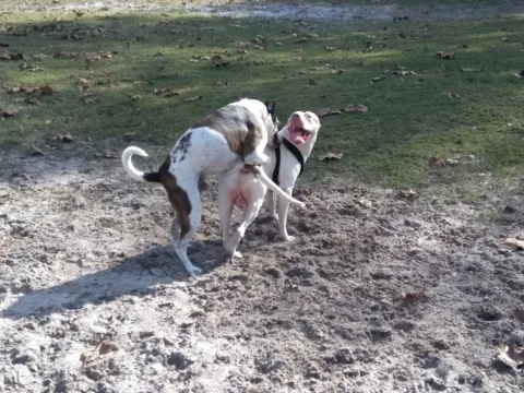Two dogs playing together on sandy ground