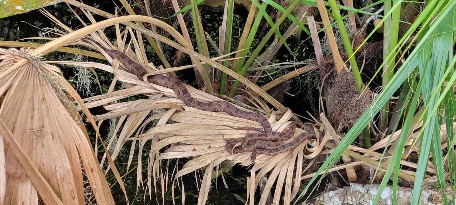 Two brown water snakes coiled on dead palm fronds hanging over the water at a Central Florida lake.