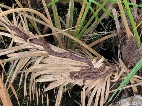 Two brown water snakes coiled on dead palm fronds hanging over the water at a Central Florida lake.