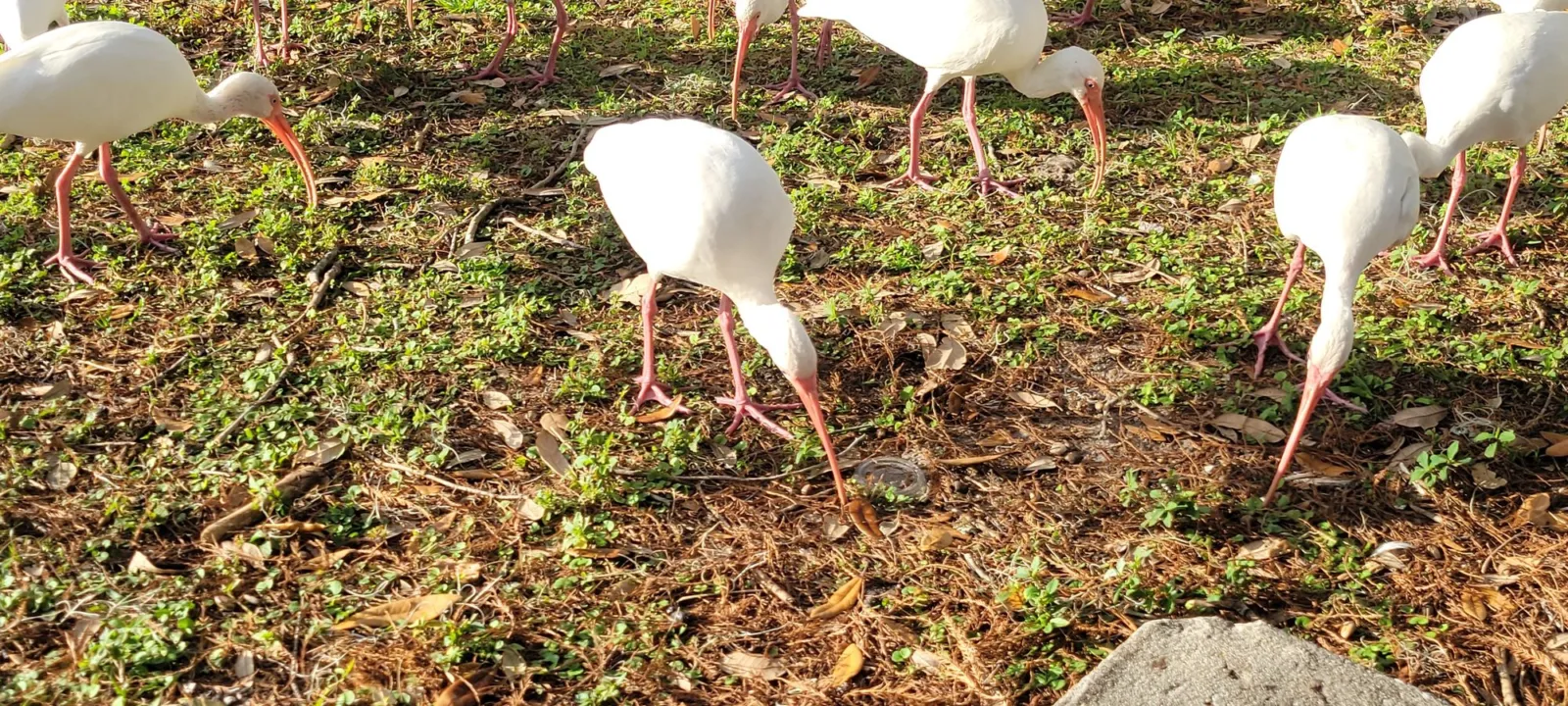 A flock of white ibis with curved orange bills probing a patch of grass beside a Florida lake.