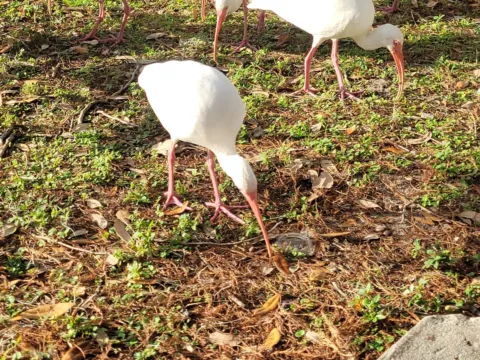 A flock of white ibis with curved orange bills probing a patch of grass beside a Florida lake.
